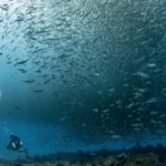 A NOAA diver swims near a coordinated school of bigeye scad over a coral reef