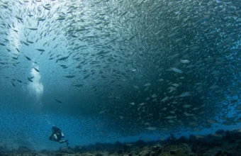 A NOAA diver swims near a coordinated school of bigeye scad over a coral reef
