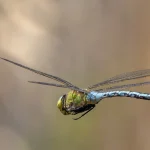 An Emperor dragonfly in flight against a blurred natural background
