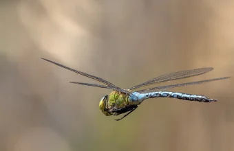 An Emperor dragonfly in flight against a blurred natural background