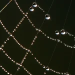Dew drops outlining the threads and junctions of a spider web against a dark background, a natural example of nodes connected by relationships