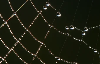 Dew drops outlining the threads and junctions of a spider web against a dark background, a natural example of nodes connected by relationships