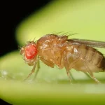 Macro photo of a Drosophila melanogaster fruit fly, the classic genetics research organism that gives mutation testing its name