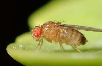 Macro photo of a Drosophila melanogaster fruit fly, the classic genetics research organism that gives mutation testing its name