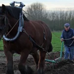 A draft horse pulls a plow through a field while a farmer walks behind holding the reins