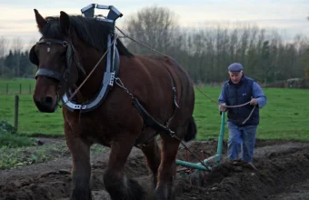 A draft horse pulls a plow through a field while a farmer walks behind holding the reins