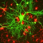 Fluorescence microscopy image of a single neuron with green dendrites branching outward against a dark background