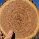 Cross-section of an oak log showing concentric growth rings, held up against a blue sky