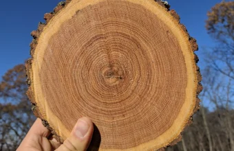 Cross-section of an oak log showing concentric growth rings, held up against a blue sky