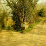 A dirt path splitting into two directions in a wooded area, representing how Git branches diverge from a shared history