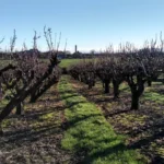 Rows of pruned fruit trees in a winter orchard, planted in parallel lines