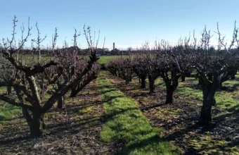Rows of pruned fruit trees in a winter orchard, planted in parallel lines