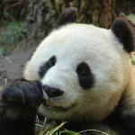 A giant panda holds bamboo up to its mouth while eating, seated on the ground.