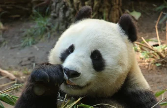 A giant panda holds bamboo up to its mouth while eating, seated on the ground.