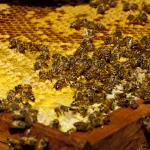 Dozens of honeybees covering a honeycomb frame inside a hive, a visual metaphor for an AI agent swarm