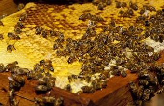 Dozens of honeybees covering a honeycomb frame inside a hive, a visual metaphor for an AI agent swarm