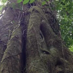 A real strangler fig's braided, moss-covered aerial roots fused around and enveloping its host tree in a Queensland rainforest