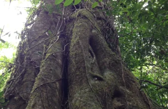A real strangler fig's braided, moss-covered aerial roots fused around and enveloping its host tree in a Queensland rainforest