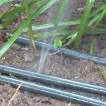 A jet of water spraying out from a black irrigation drip line buried in soil