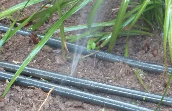 A jet of water spraying out from a black irrigation drip line buried in soil