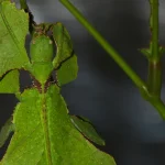 A leaf insect camouflaged to look exactly like a leaf, with only its eyes revealing it is a living creature