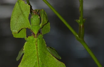 A leaf insect camouflaged to look exactly like a leaf, with only its eyes revealing it is a living creature