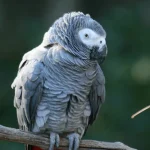 An African grey parrot with grey feathers and a red tail perched on a branch, head tilted, watching the camera