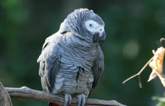 An African grey parrot with grey feathers and a red tail perched on a branch, head tilted, watching the camera
