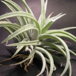 Withered root threads dangling beneath a Tillandsia air plant, which grows without soil or roots attached to any substrate