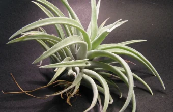 Withered root threads dangling beneath a Tillandsia air plant, which grows without soil or roots attached to any substrate