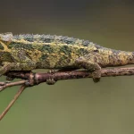 A chameleon perched on a branch, showing the color-changing camouflage that inspired the name Adaptive Intelligence