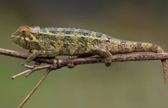 A chameleon perched on a branch, showing the color-changing camouflage that inspired the name Adaptive Intelligence