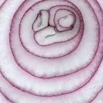 Cross-section of a red onion showing its concentric layers wrapping a core, a visual metaphor for stacked Python decorators wrapping a function