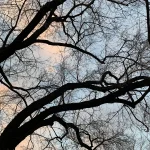 Bare tree branches forking repeatedly against a twilight sky, viewed from below