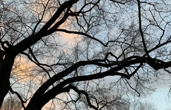 Bare tree branches forking repeatedly against a twilight sky, viewed from below