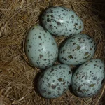 A great reed warbler nest holding five pale, speckled eggs, one of which is a cuckoo egg