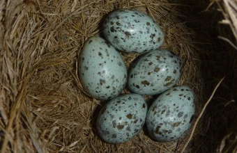 A great reed warbler nest holding five pale, speckled eggs, one of which is a cuckoo egg