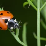 A seven-spot ladybird with black spots on its orange shell climbs a green plant stem