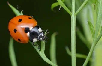 A seven-spot ladybird with black spots on its orange shell climbs a green plant stem