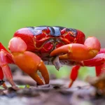 A vivid orange-red Christmas Island red crab on a forest floor, a visual nod to the Rust programming language
