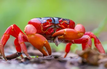 A vivid orange-red Christmas Island red crab on a forest floor, a visual nod to the Rust programming language
