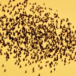 A dense, dark cloud of starlings forming a swarm-like murmuration pattern against an amber sky