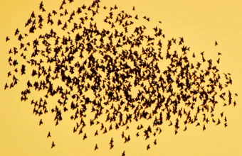 A dense, dark cloud of starlings forming a swarm-like murmuration pattern against an amber sky