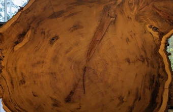 Concentric growth rings on a cross-section of a giant sequoia trunk, each ring a year that can only be added, never removed