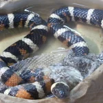 A California mountain king snake soaking in a water bowl with its old skin partially shed and translucent, still clinging to the tail