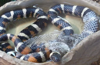 A California mountain king snake soaking in a water bowl with its old skin partially shed and translucent, still clinging to the tail