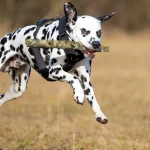 A Dalmatian dog leaping through the air mid-run with a wooden stick held in its mouth, set against a blurred autumn forest background