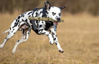 A Dalmatian dog leaping through the air mid-run with a wooden stick held in its mouth, set against a blurred autumn forest background