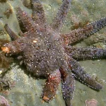 A sea star with one visibly shorter, regenerating arm among its other full-length limbs, resting on a sandy tide pool floor