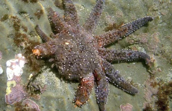 A sea star with one visibly shorter, regenerating arm among its other full-length limbs, resting on a sandy tide pool floor